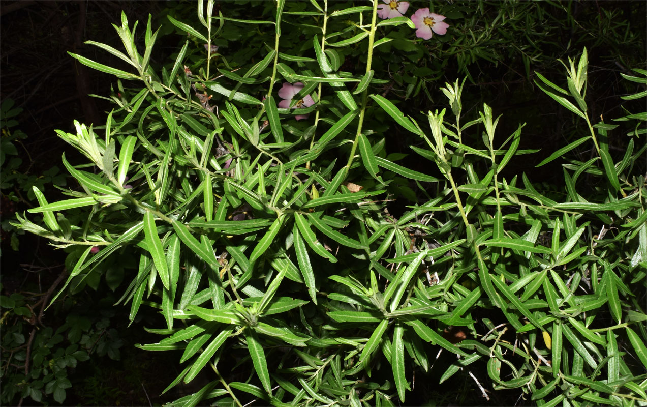 Image of Hippophae rhamnoides specimen.