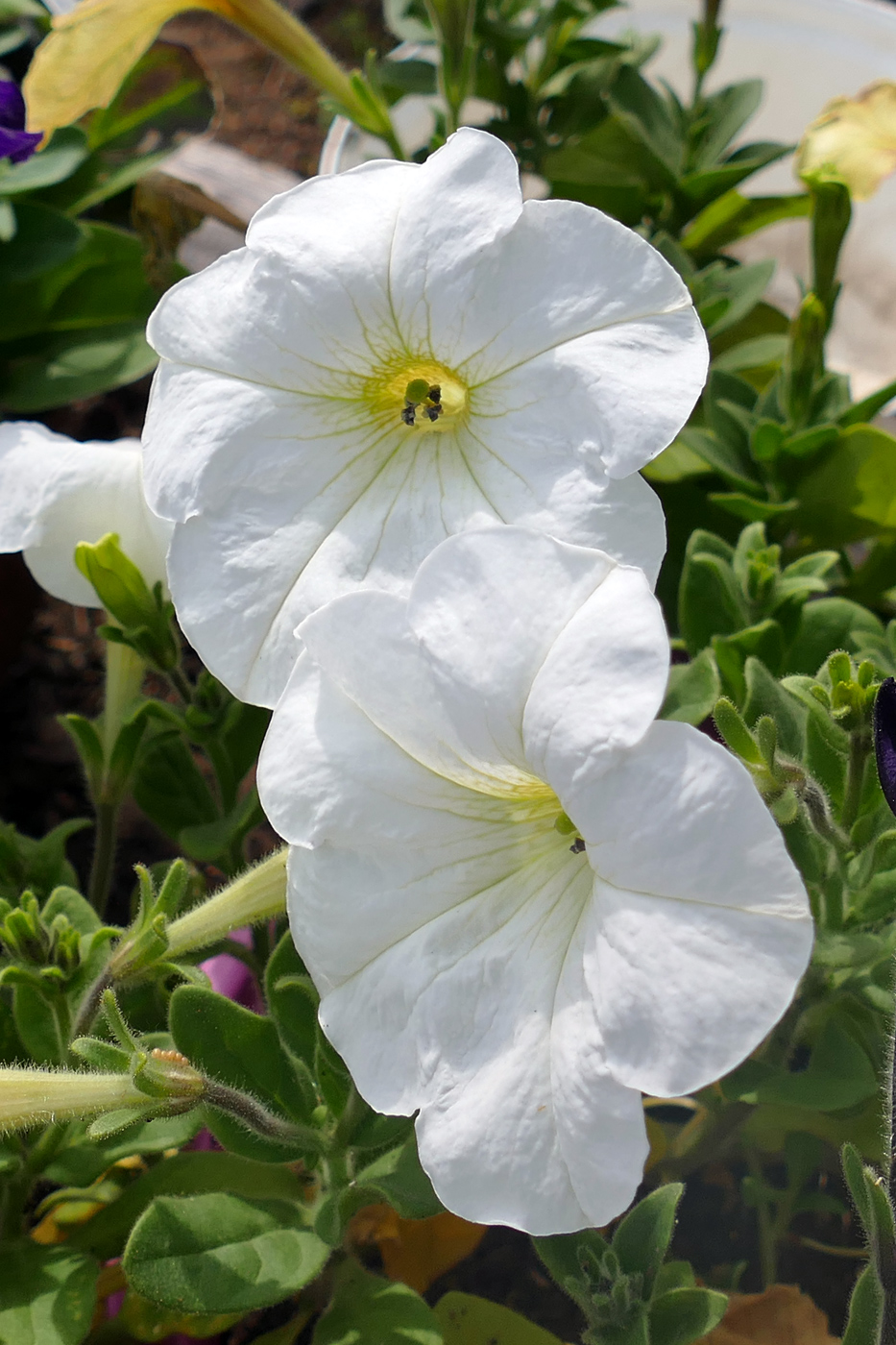 Изображение особи Petunia &times; atkinsiana.