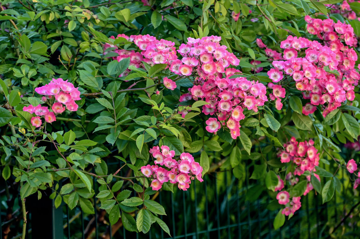 Image of genus Rosa specimen.