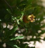 Punica granatum. Соплодие. Турция, ил Мардин, окр. г. Мидьят, дер. Избирак (Заз). 26 мая 2025 г.