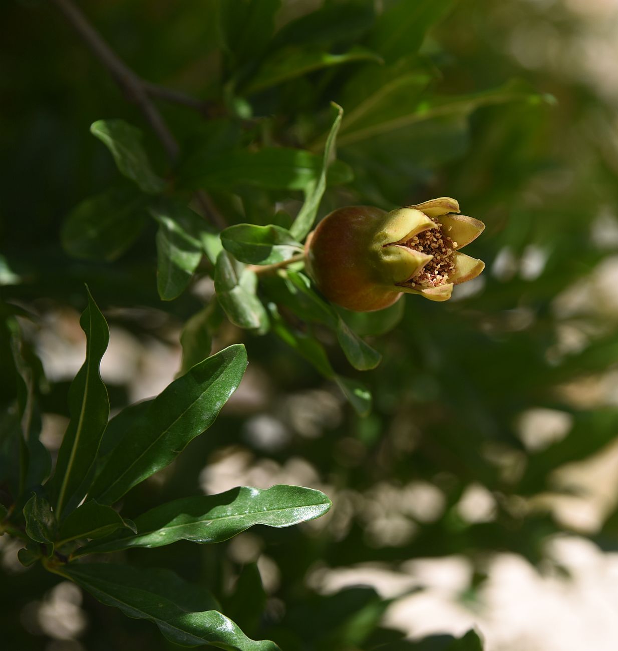 Изображение особи Punica granatum.