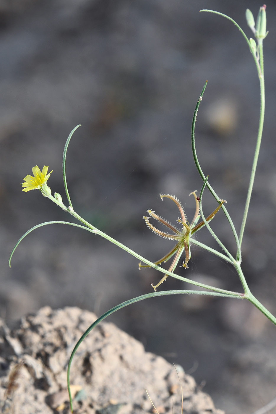 Image of Koelpinia linearis specimen.