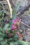 Astragalus monspessulanus. Соцветие и листья. Италия, Тоскана, Монте-Аржентарио. 12.04.2011.