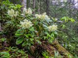 Rhododendron aureum. Цветущие растения. Приморский край, Тернейский р-н, дол. р. Находка, 900 м н.у.м., темнохвойный лес. 13.06.2024.