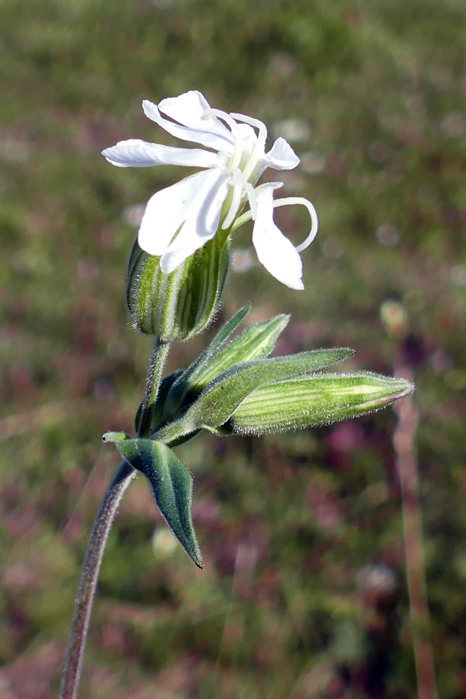 Image of Melandrium album specimen.