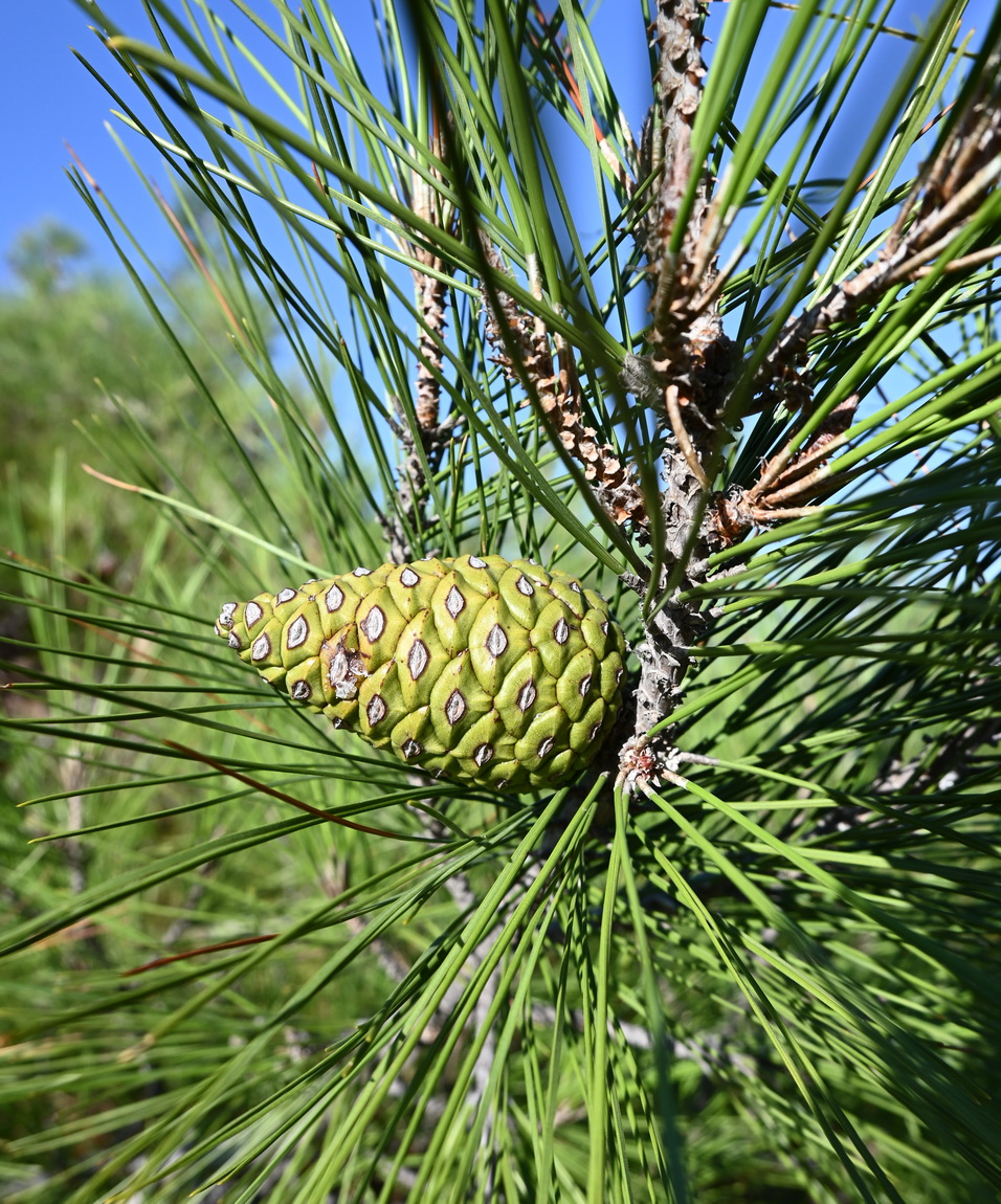 Изображение особи род Pinus.