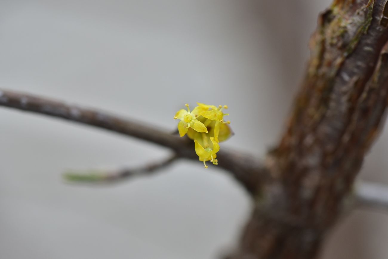 Image of Cornus mas specimen.