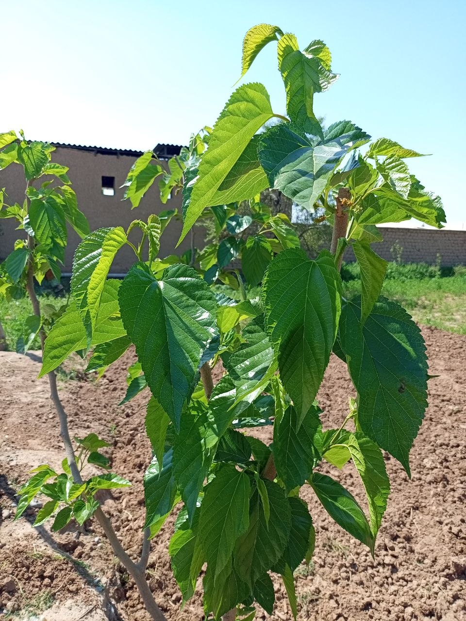 Image of Morus nigra specimen.