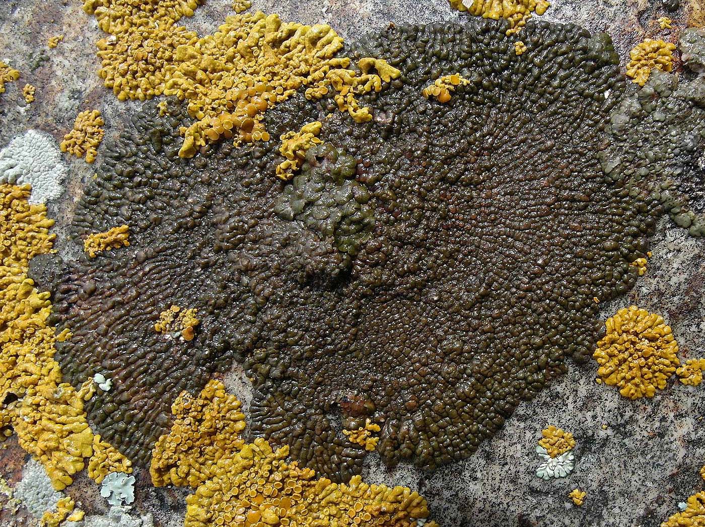 Image of Acarospora bohlinii specimen.