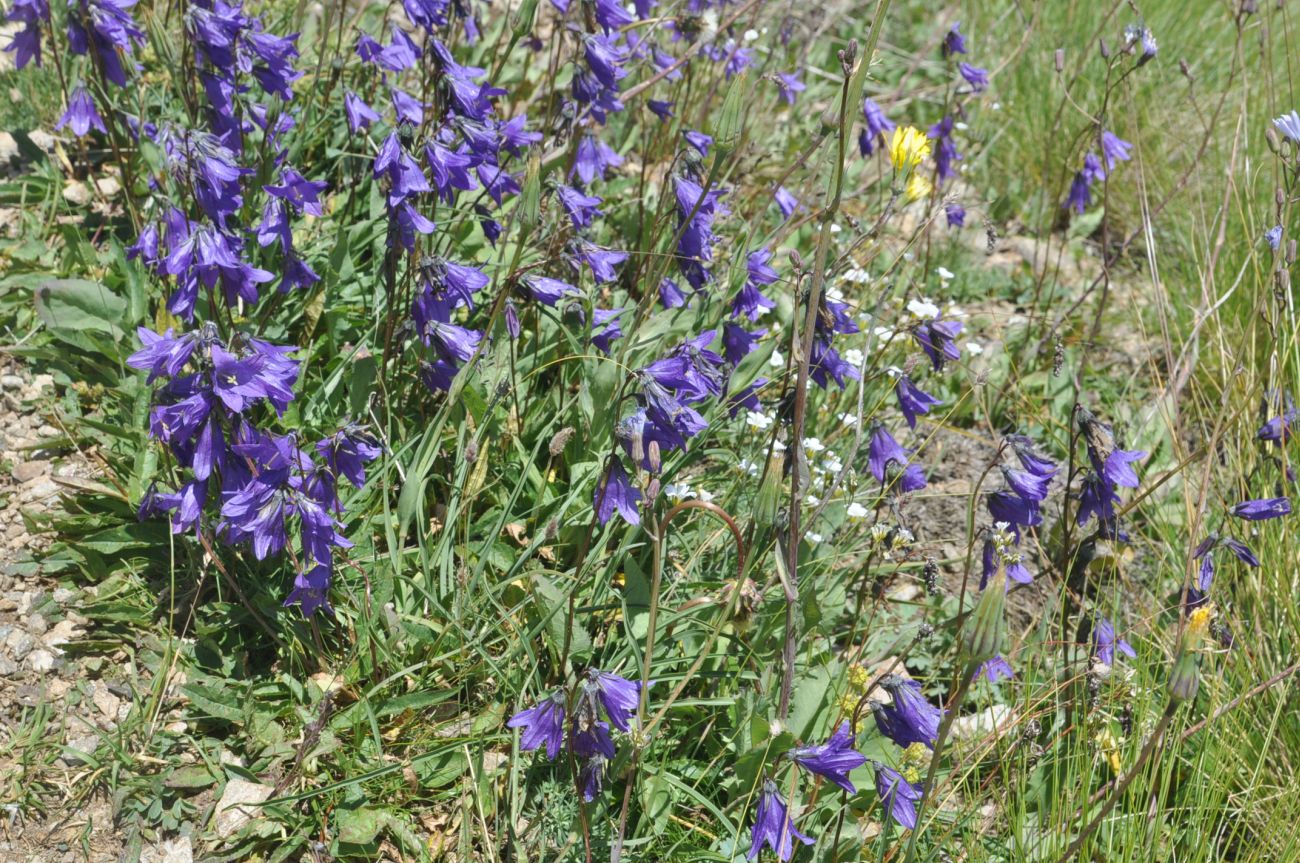 Изображение особи род Campanula.