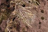 отдел Bryophyta