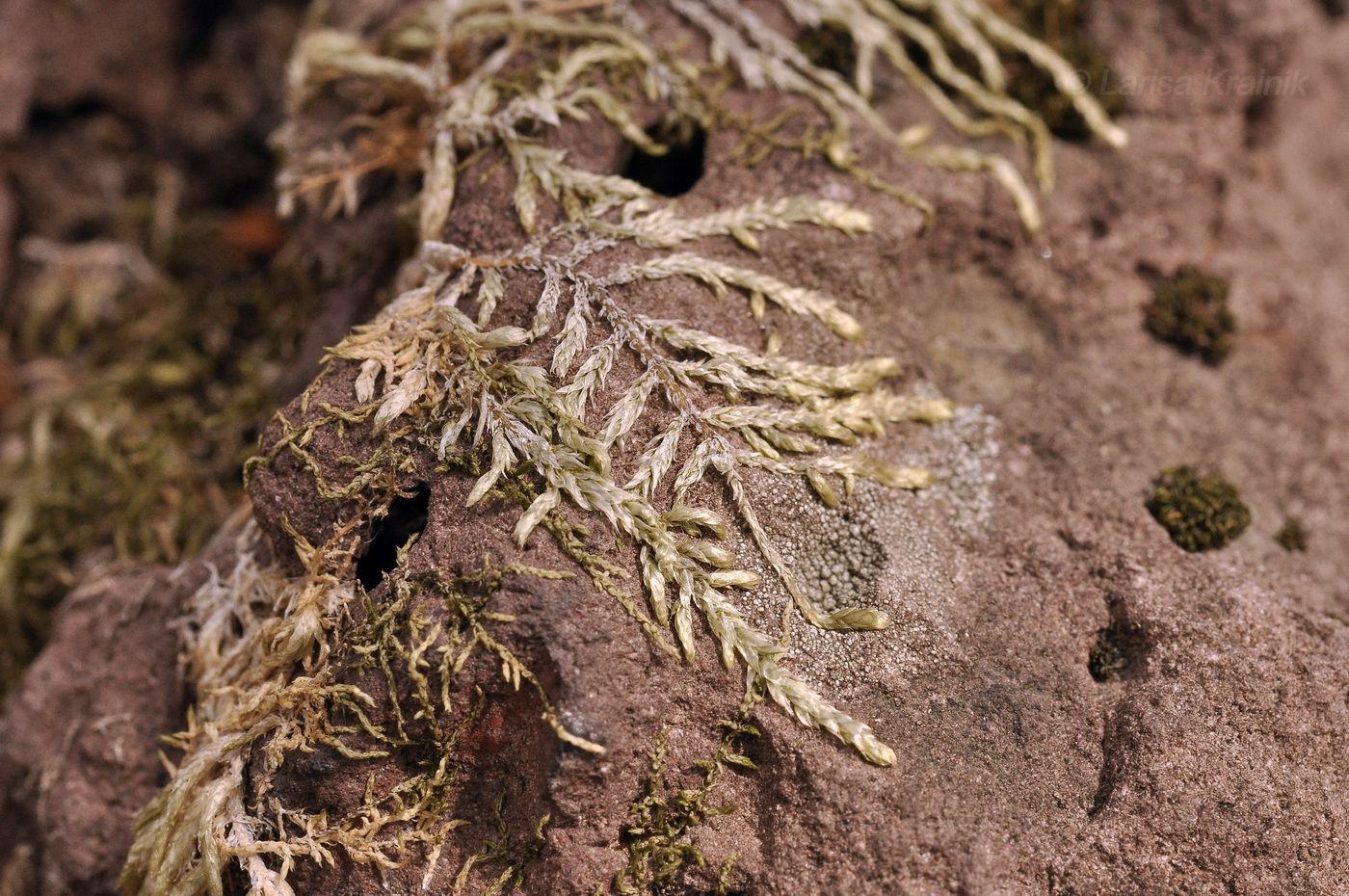 Изображение особи отдел Bryophyta.