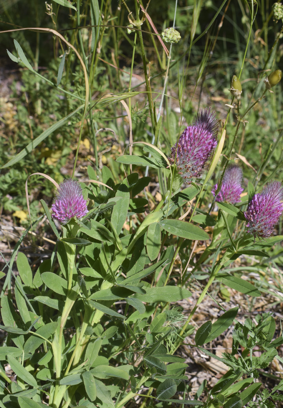 Image of Trifolium rubens specimen.