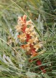Orobanche centaurina