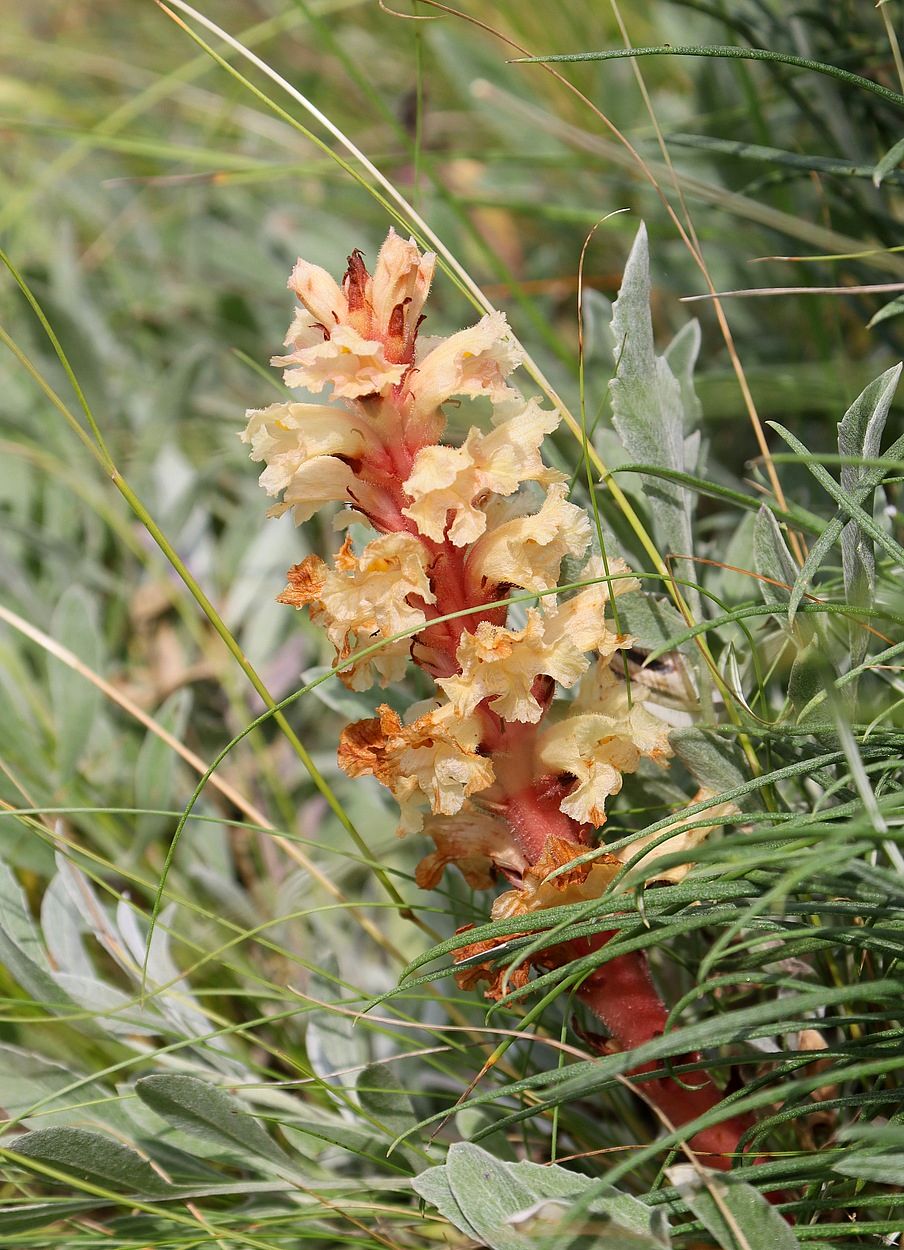 Изображение особи Orobanche centaurina.