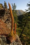 Orostachys spinosa. Цветущее растение. Южное Приморье, Сихотэ-Алинь, Лазовский заповедник, ур. Второй лог. 23.09.2009.