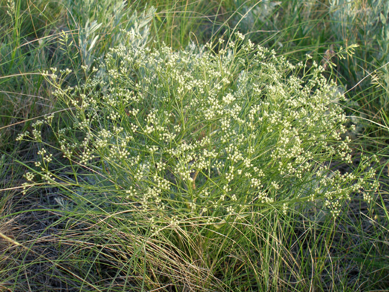 Image of Trinia hispida specimen.