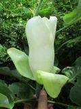 Magnolia ashei. Распускающийся цветок. Московская обл., Щёлковский р-н, в культуре. 11.07.2026.