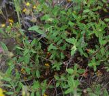 genus Helianthemum. Побеги. Грузия, край Самцхе-Джавахети, Ахалцихский муниципалитет, левый борт р. Цинубанисцкали, окр. горячего источника Цинубани, у сосен. 9 июня 2026 г.