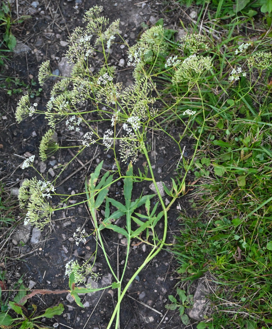 Изображение особи Falcaria vulgaris.