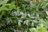 genus Jasminum. Часть побега. Турция, ил Артвин, дер. Bağcılar, край зарослей. 12 июня 2026 г.