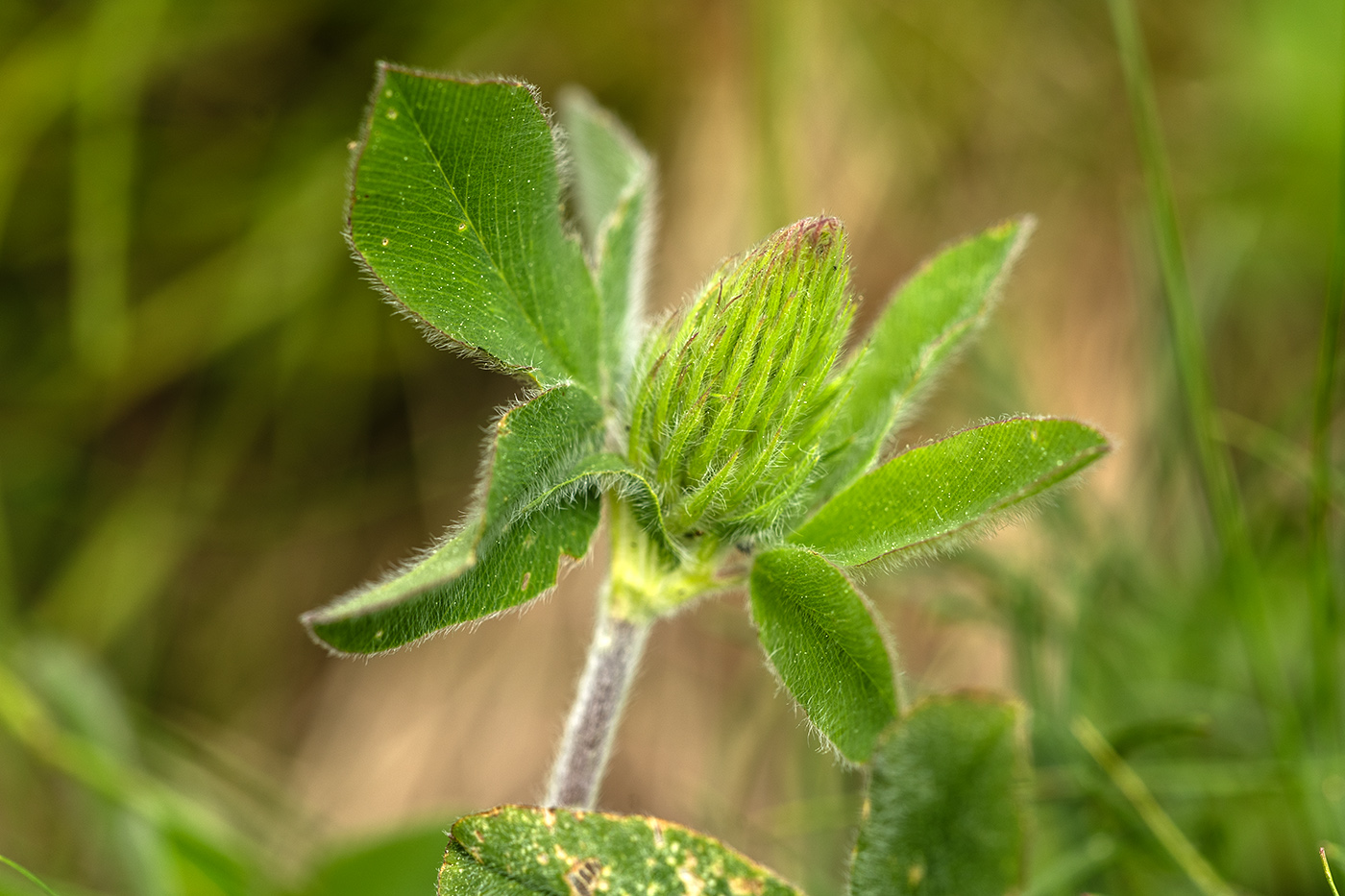 Изображение особи род Trifolium.