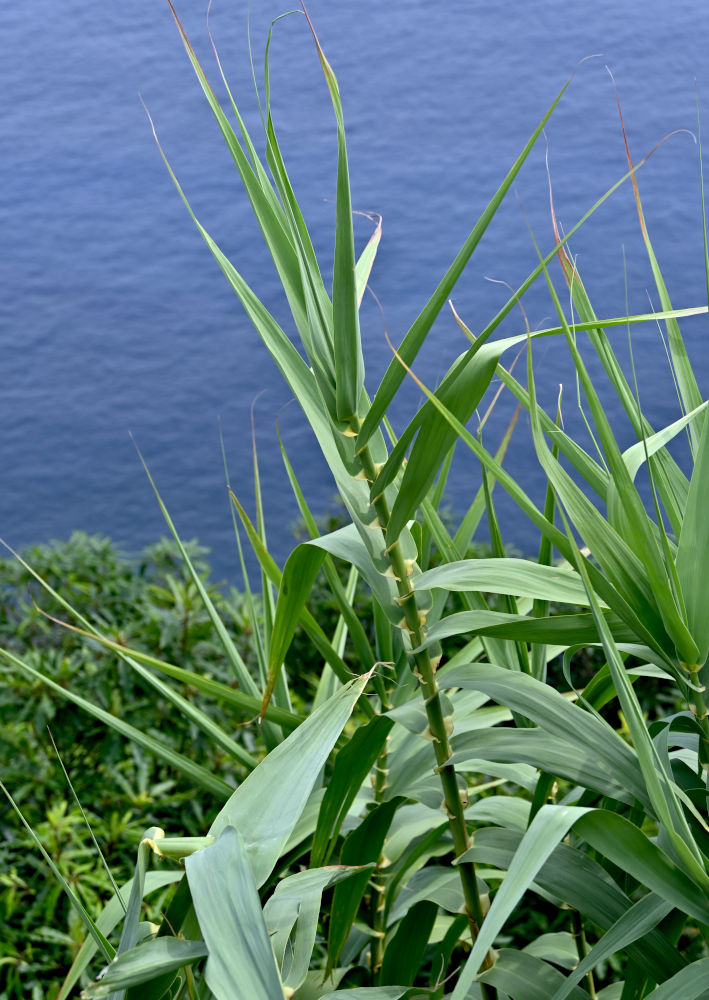Изображение особи Arundo donax.