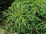 Leonurus japonicus