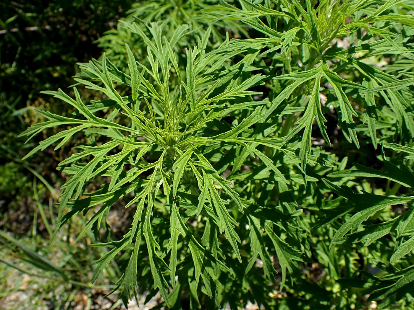 Image of Leonurus japonicus specimen.