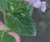 familia Lamiaceae. Лист и отцветшие цветки. Краснодарский край, Туапсинский муниципальный округ, Новомихайловское городское поселение, тропа. 08.08.2024.