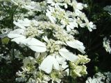 Orlaya grandiflora