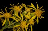 Solidago virgaurea. Верхушка цветущего растения. Карелия, Лахденпохский р-н, окр. пос. Ихала, на обочине дороги через поле. 19.07.2026.