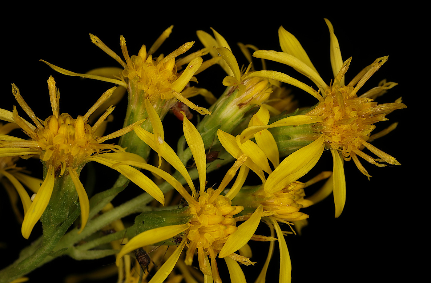 Image of Solidago virgaurea specimen.