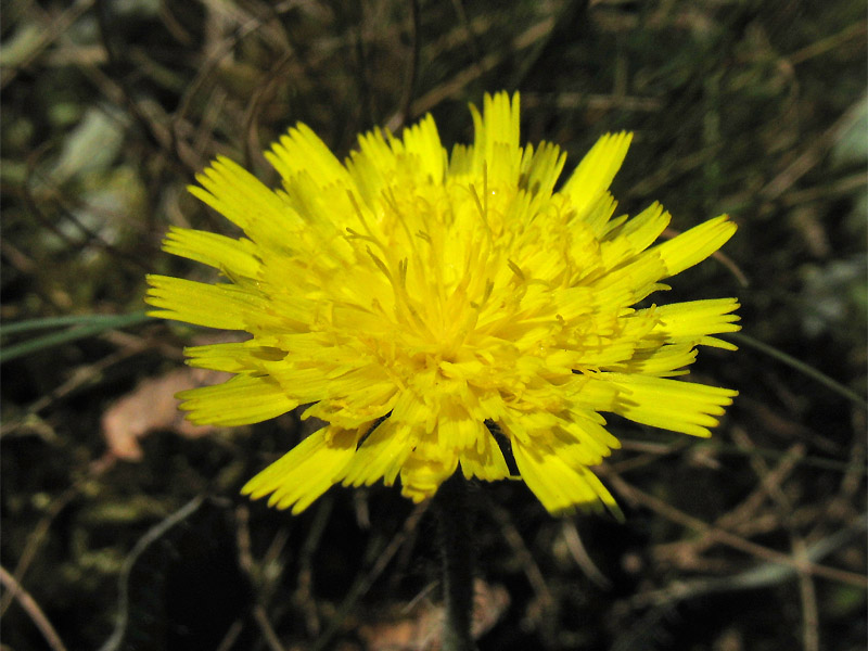 Изображение особи Pilosella officinarum.