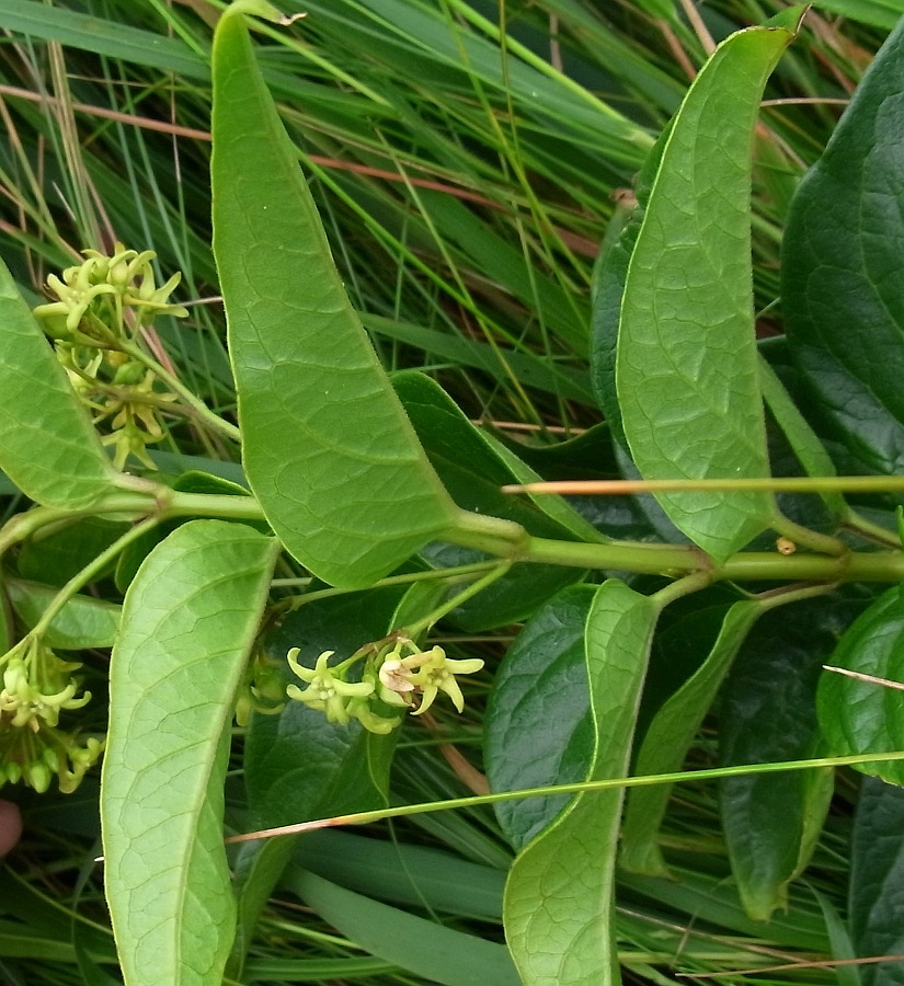 Изображение особи Vincetoxicum hirundinaria ssp. lusitanicum.