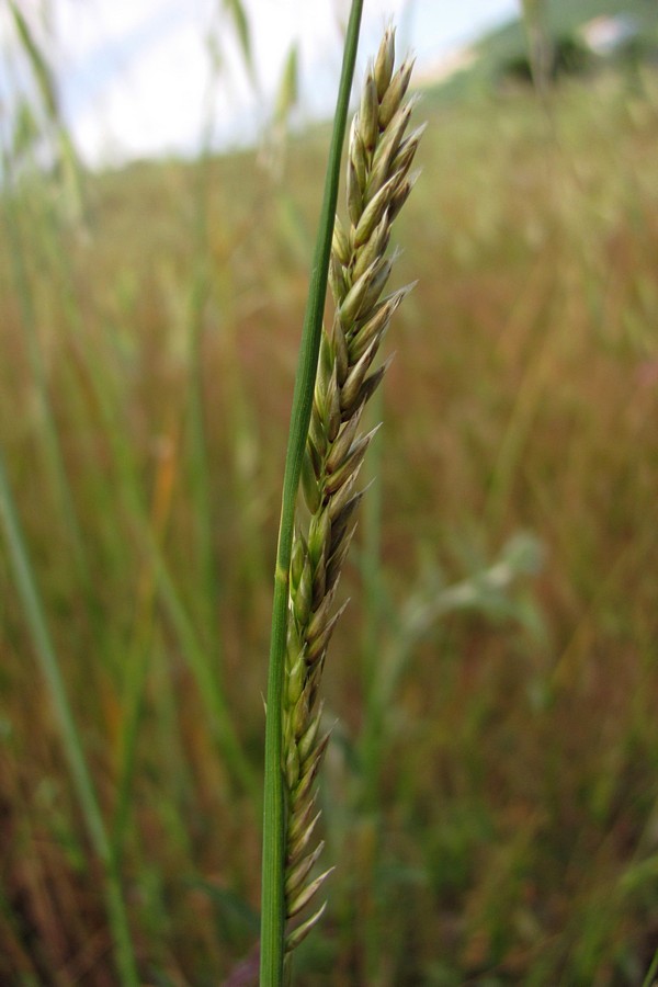 Image of Melica monticola specimen.