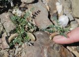 Astragalus guttatus