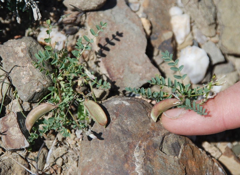 Image of Astragalus guttatus specimen.