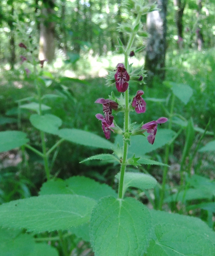 Изображение особи Stachys sylvatica.