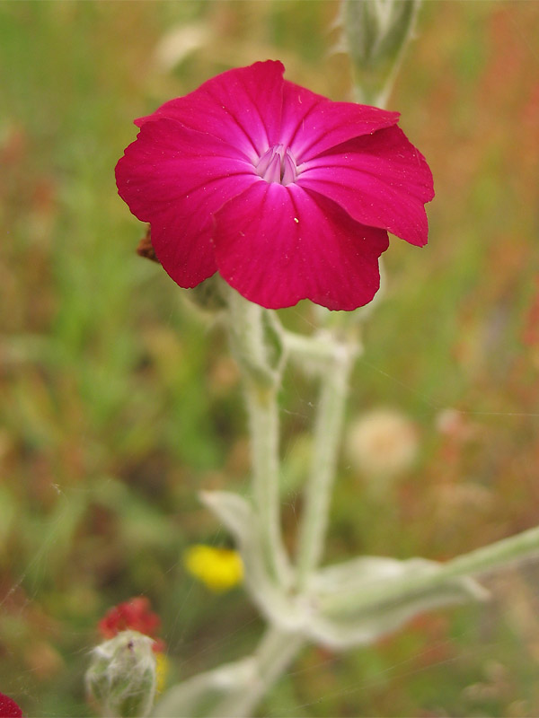 Изображение особи Lychnis coronaria.