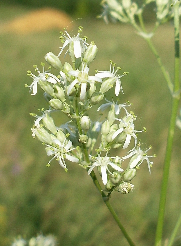 Изображение особи Silene wolgensis.