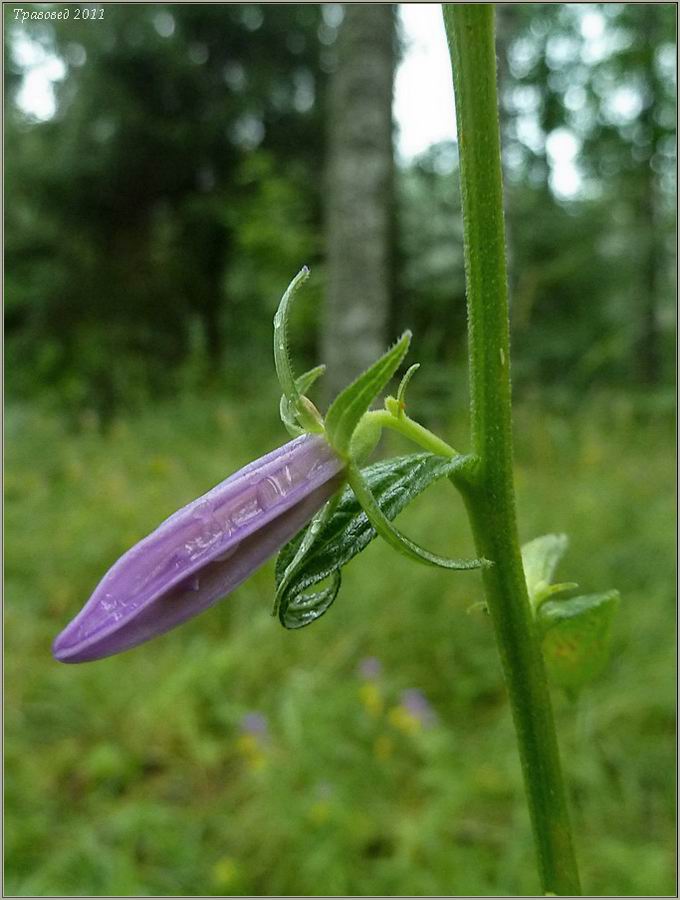 Image of Campanula rapunculoides specimen.