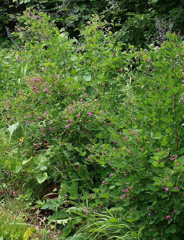 Изображение особи Lespedeza bicolor.