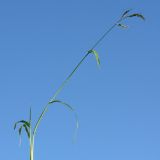 Echinochloa crus-galli