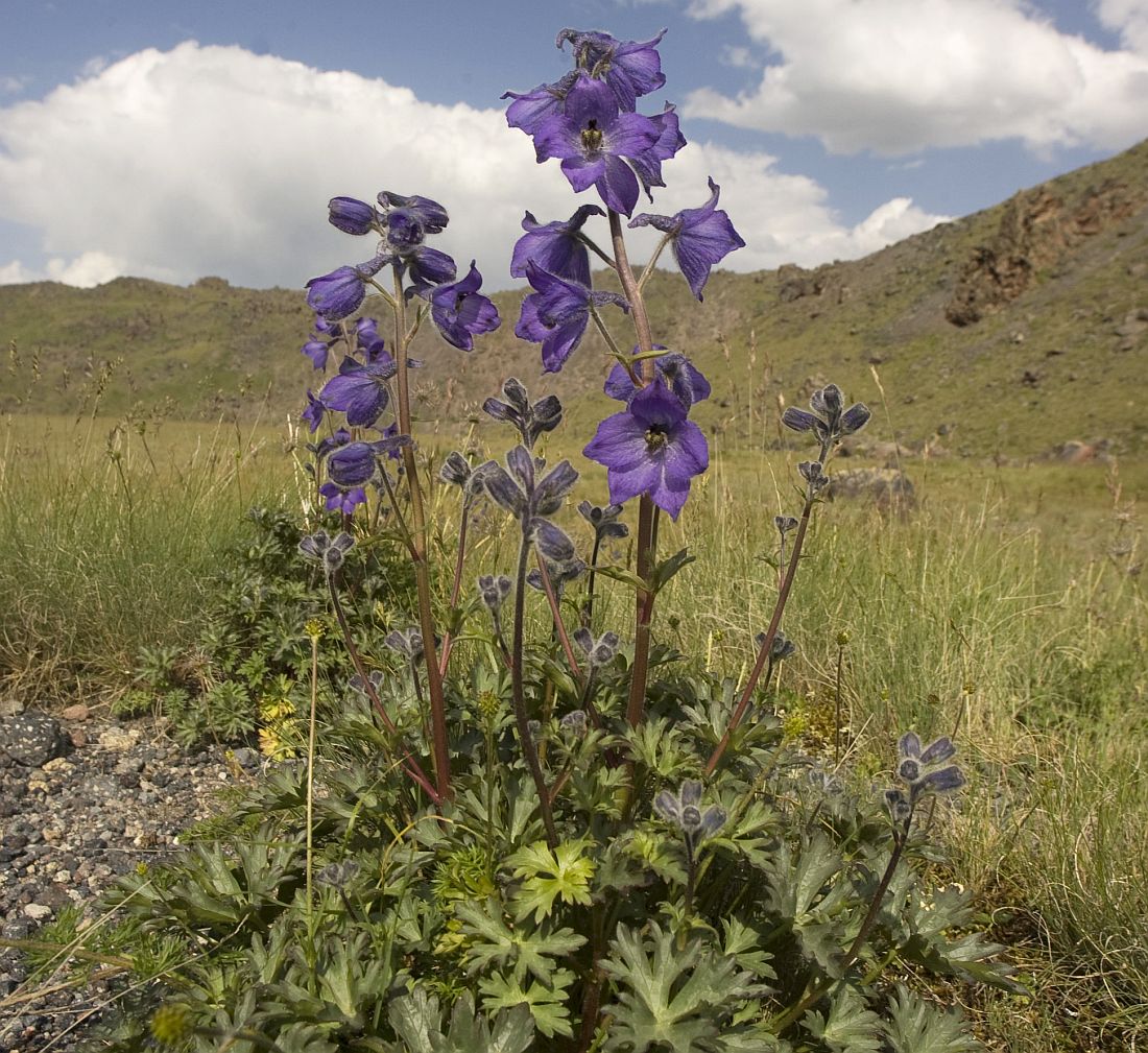 Изображение особи Delphinium caucasicum.