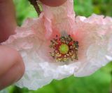 Papaver rhoeas