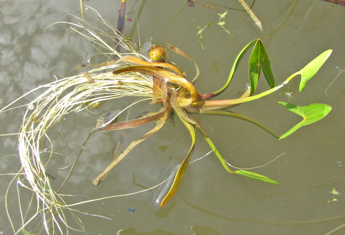 Изображение особи Sagittaria sagittifolia.