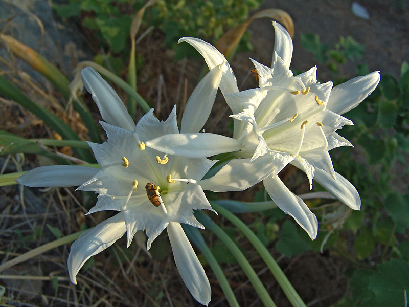 Изображение особи Pancratium maritimum.