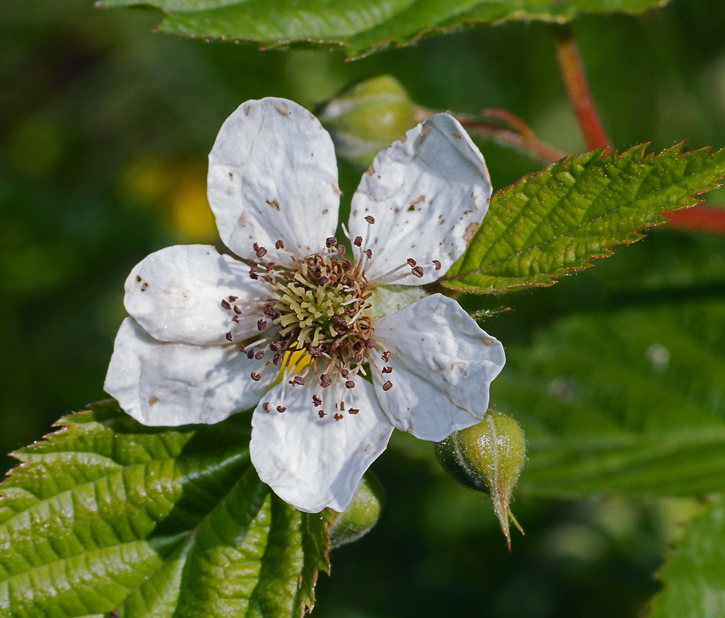 Изображение особи Rubus nessensis.