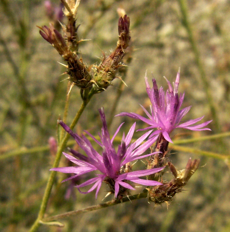 Изображение особи Centaurea pseudosquarrosa.